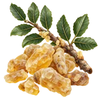 Boswellia serrata — içerik illüstrasyonu