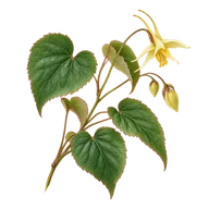 Epimedyum — içerik illüstrasyonu
