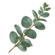 Okaliptüs yağı — içerik illüstrasyonu
