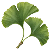 Ginkgo yaprak ekstresi — içerik illüstrasyonu