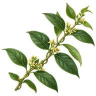 Gymnema sylvestre ekstresi — içerik illüstrasyonu