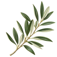 Zeytin yaprağı — içerik illüstrasyonu